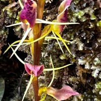 Cryptostylis arachnites (Blume) Hassk.